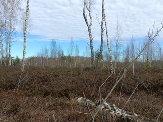 Rekyva forest during sunny early spring day. Pine and birch tree woodland. Blueberry bushes are growing in woods. Sunny day. Early spring season. Nature. Rekyvos miskas. - obrazy, fototapety, plakaty