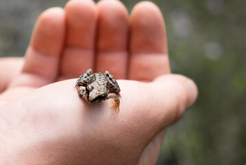 A small frog on a man's hand.