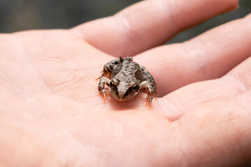 A small frog on a man's hand.