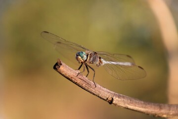A dragonfly sitting on a twig.