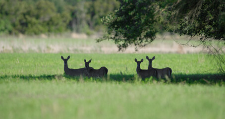 white tailed deer - Odocoileus virginianus - 4 adults finding refuge from the heat and hot sun in a small patch of shade under trees in a north central Florida meadow or pasture - Powered by Adobe
