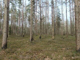Rekyva forest during sunny early spring day. Pine and birch tree woodland. Blueberry bushes are growing in woods. Sunny day. Early spring season. Nature. Rekyvos miskas.