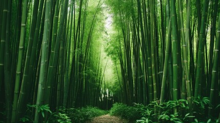 Slender bamboo plants in a serene field