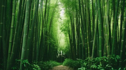 Fototapeta premium Slender bamboo plants in a serene field