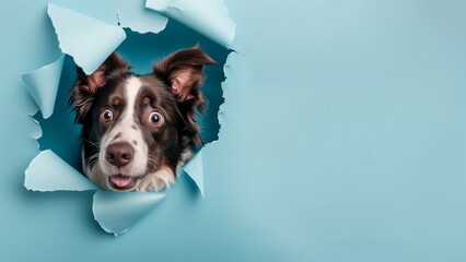 Black and white crazy border collie dog peeking out from a torn hole of the blue paper background....