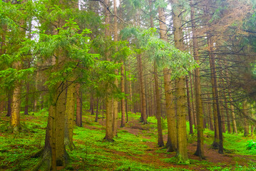 wet green fir tree forest glade, summer outdoor landscape