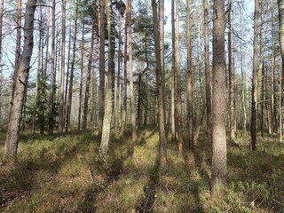 Rekyva forest during sunny early spring day. Pine and birch tree woodland. Blueberry bushes are growing in woods. Sunny day. Early spring season. Nature. Rekyvos miskas.