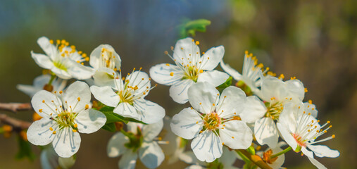 Fototapeta na wymiar closeup apple tree branch in blossom, beautiful spring natural background