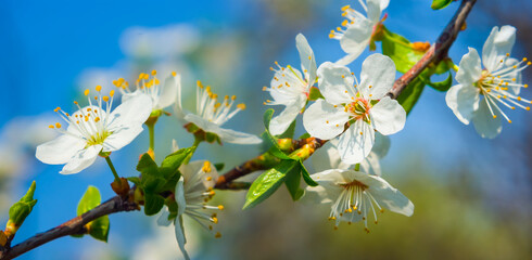 closeup apple tree branch in blossom, beautiful spring natural background