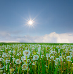 field with white dandelion flowers under a sparkle sun
