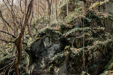 moss on the rocks