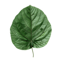 A leaf close-up on Transparent Background