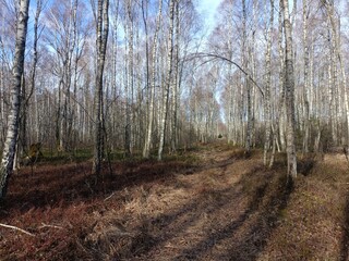 Rekyva forest during sunny early spring day. Pine and birch tree woodland. Blueberry bushes are growing in woods. Sunny day. Early spring season. Nature. Rekyvos miskas.