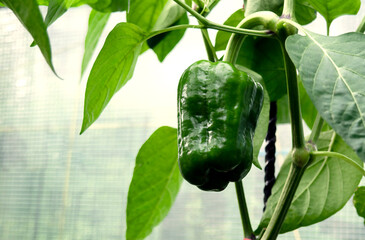 Pepper fruit growing in greenhouse, harvest concept, natural farming.