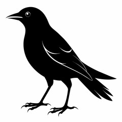 crow on a white background
