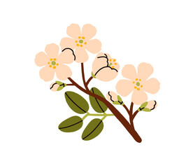 Cherry blossom twig. Delicate spring flowers on tree branch. Beautiful blooming floral plant sprig, gentle summer buds. Botanical natural flat vector illustration isolated on white background - obrazy, fototapety, plakaty