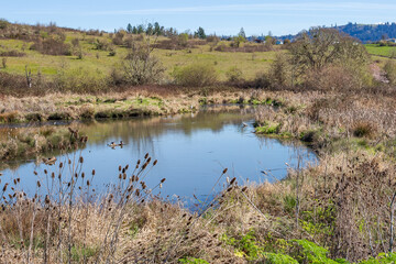 Tiny lake with waterfowl and herons in beautiful sunny spring day