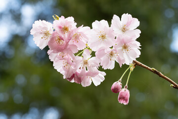 Close-up of the blooming Prunus blireana moseri.