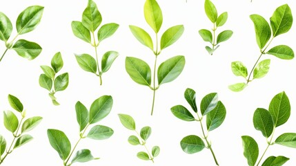 Against a white background, small green leaves are isolated