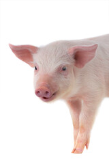 portrait of a pig isolated on white background