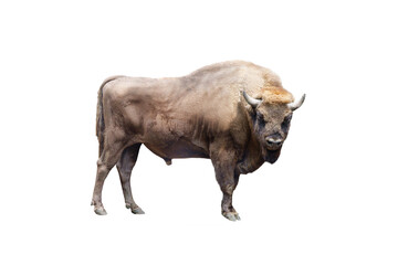 european Bison isolated on white background