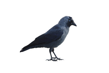 Jackdaw isolated on white background