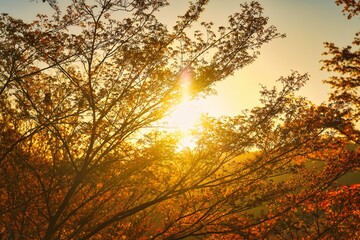 朝焼けの世界遺産の吉野山の千本桜