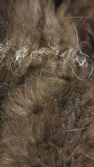Black cat fur closeup abstract background