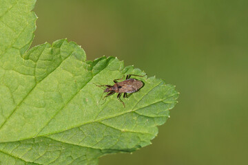 Macropterous Ant Damsel bug (Himacerus mirmicoides), family Nabidae on a leaf. Dutch garden. Spring, April. Netherlands.