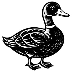 duck