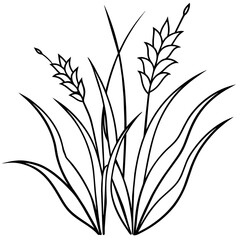 ears isolated on white