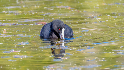 Eurasian Coot in the pond at Mayfield Garden