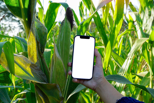 Hold up a mobile phone with a blank screen on a white background for writing a message. Compare the size to an ear of corn in the field.