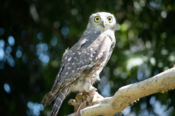 The barking owl has bright yellow eyes and no facial-disc. Upperparts are brown or greyish-brown, and the white breast is vertically streaked with brown - obrazy, fototapety, plakaty