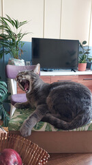The beautiful gray cat yawns in the living room