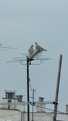 Two pigeons couple on an old TV antenna on the rooftop of a building