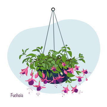Decorative fuchsia plant in a darkblue hanging basket - on a light pastel background and with descriptive Text