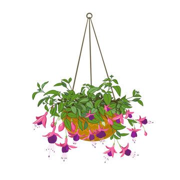 Decorative fuchsia plant in a brown hanging basket - illustration with transparent background