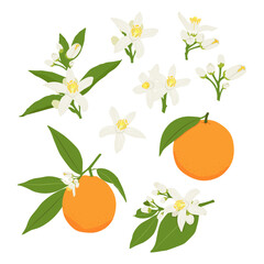 Set with orange blossom, orange on a branch, a whole orange and half a fruit. Flat vector orange set.	