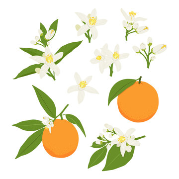 Set with orange blossom, orange on a branch, a whole orange and half a fruit. Flat vector orange set.	