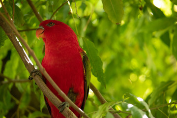 The chattering lory has a red body and a yellow patch on the mantle. The wings and thigh regions are green and the wing coverts are yellow.
