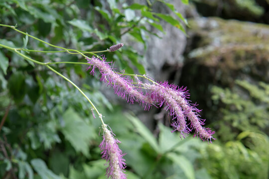 うなだれるカライトソウ（Sanguisorba hakusanensis Makino）の花をクローズアップ