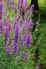 ミソハギ（ Lythrum anceps）の花