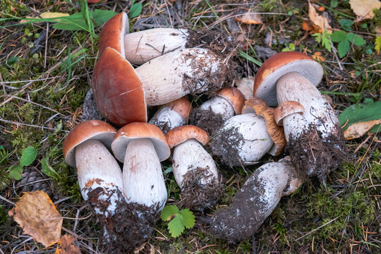 Boletus edulis. Edible forest mushrooms lie on the grass. Close-up.