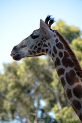 The giraffe is the tallest of all mammals. The giraffe has a short body, a tufted tail, a short mane, and short skin-covered horns.