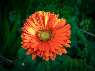 Dettagli naturali - Liguria