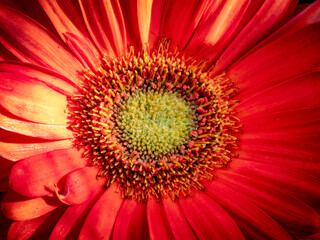 Dettagli naturali - Liguria