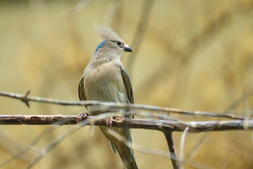 A blue naped Mousebird sitting on a branch - 781146925