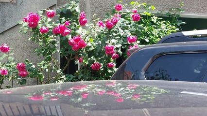 pink flowers in a home parking garden