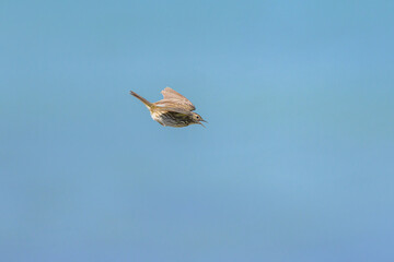 A Meadow Pipit flying on a sunny day - 781147353